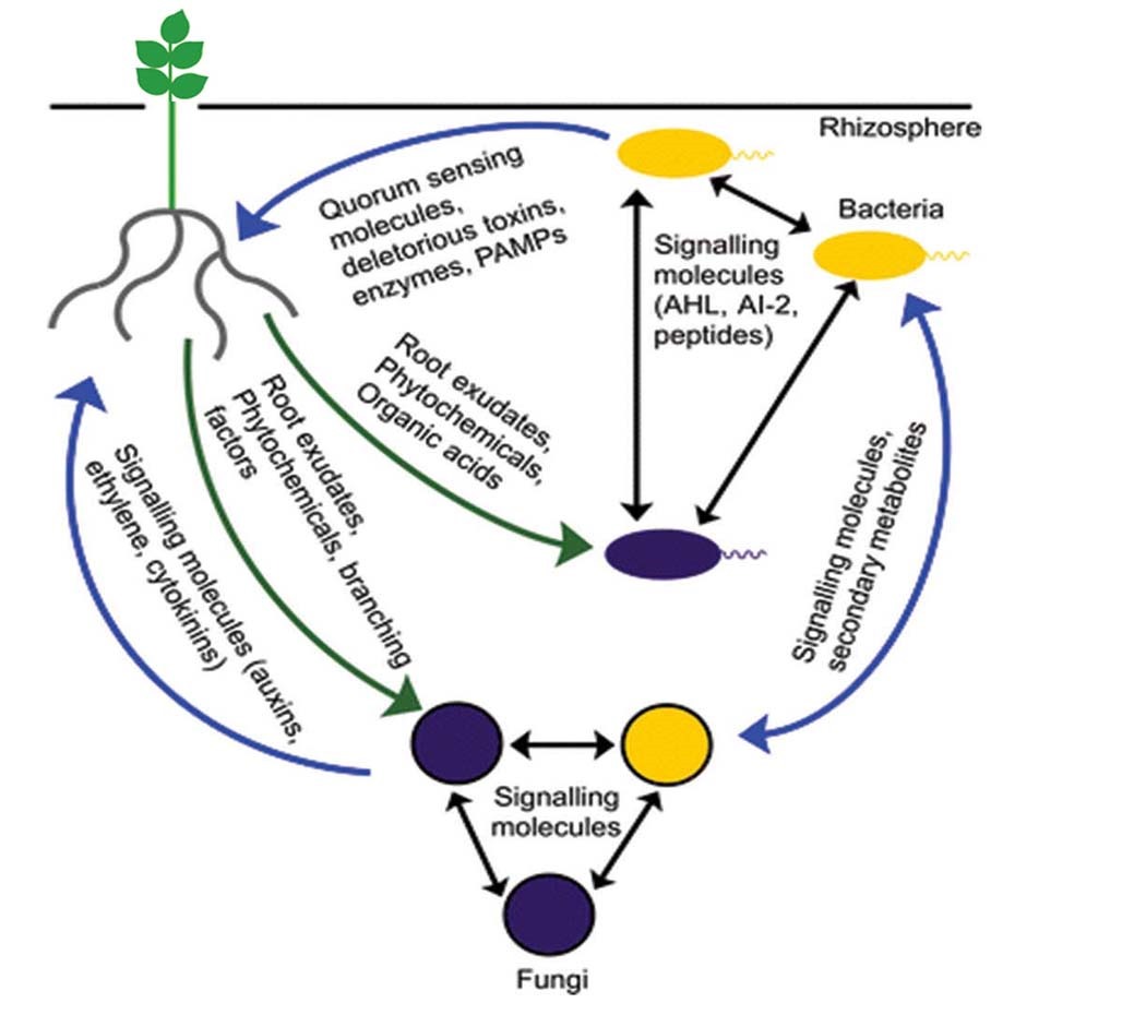 Graphical Abstract